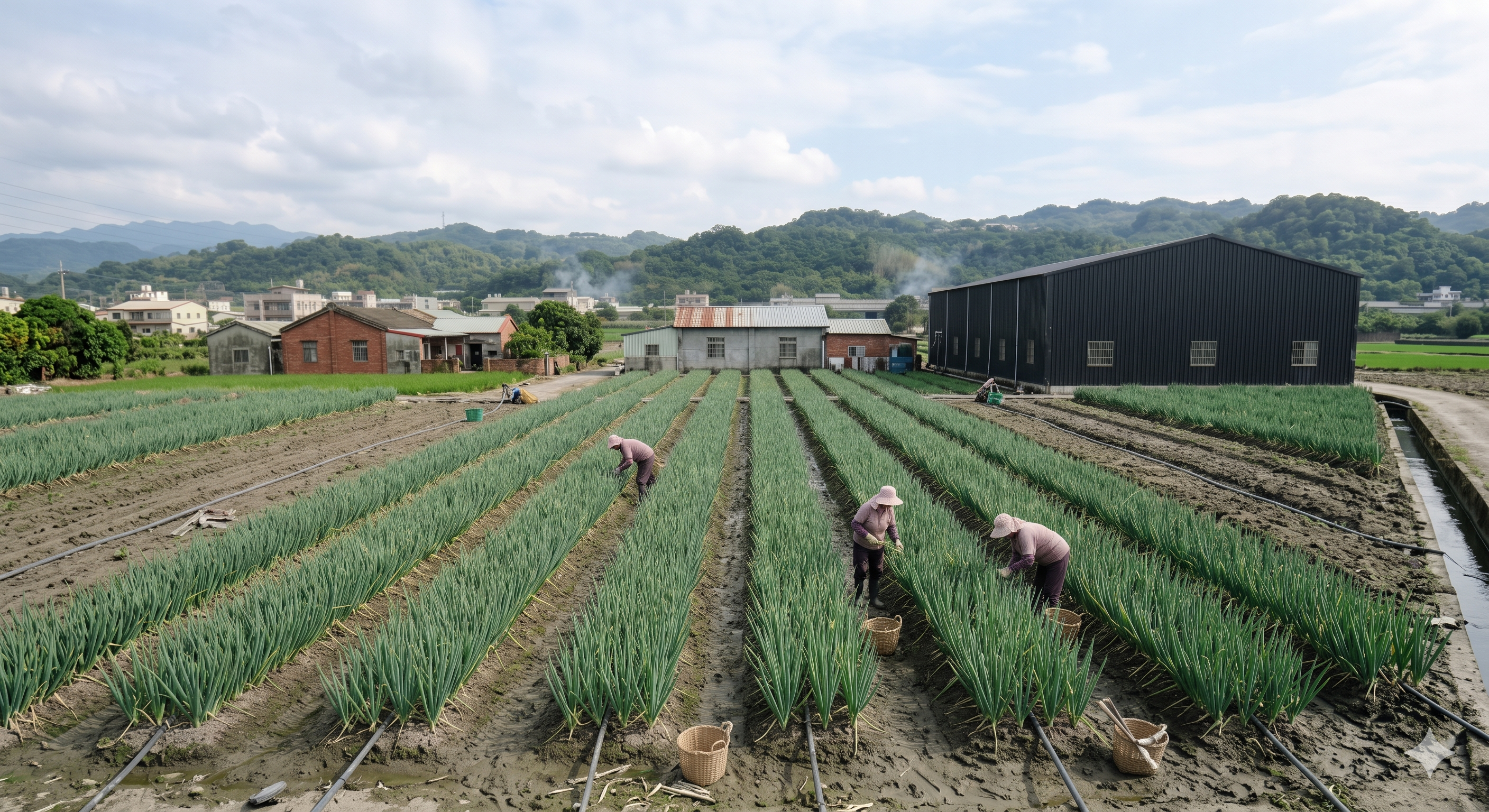 南投草屯 Green Onion