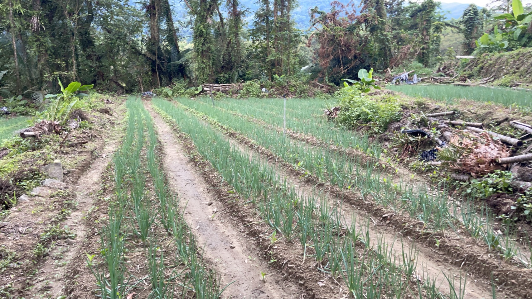 南投鹿谷 Green Onion