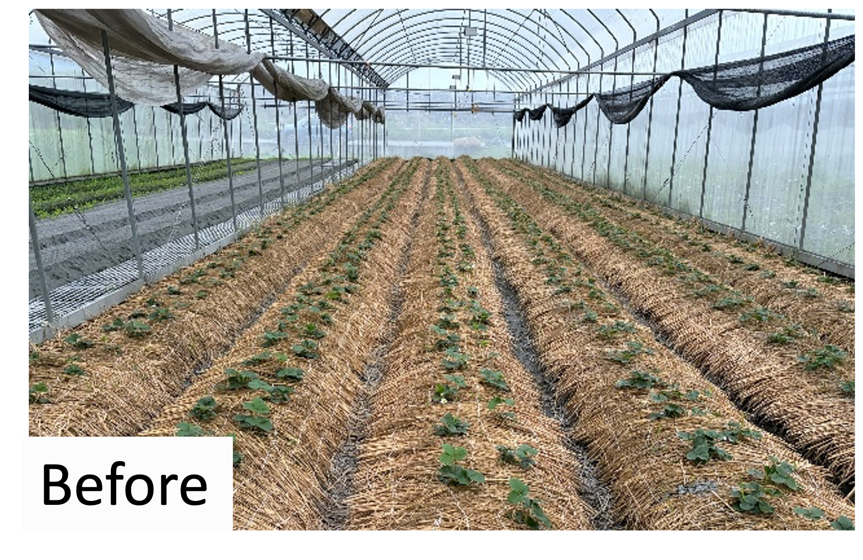 Organic Strawberry 施用前