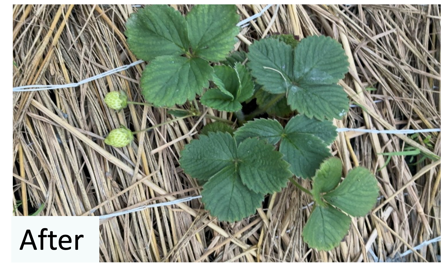 Organic Strawberry 施用後